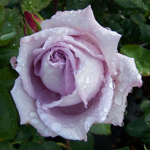 Pоза Уолц Тайм - лилав - Чайно хибридни рози 